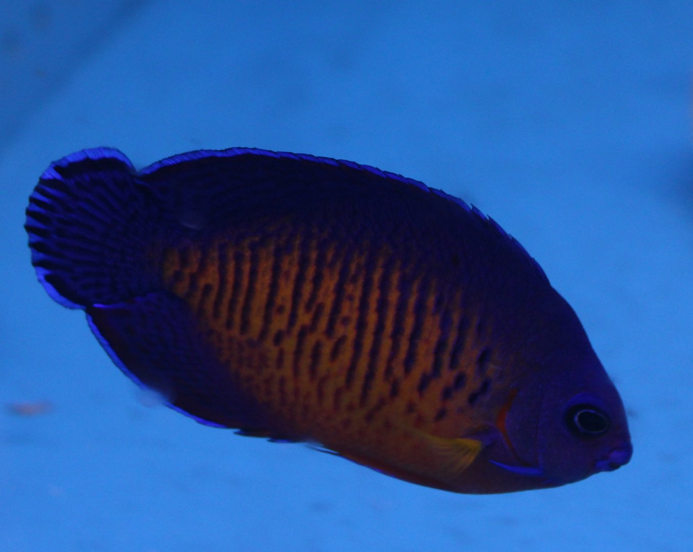 Centropyge bispinosa