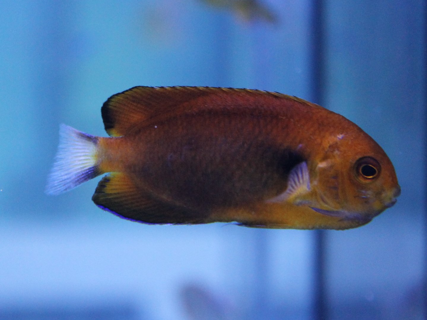 Centropyge fischeri - Orange angelfish