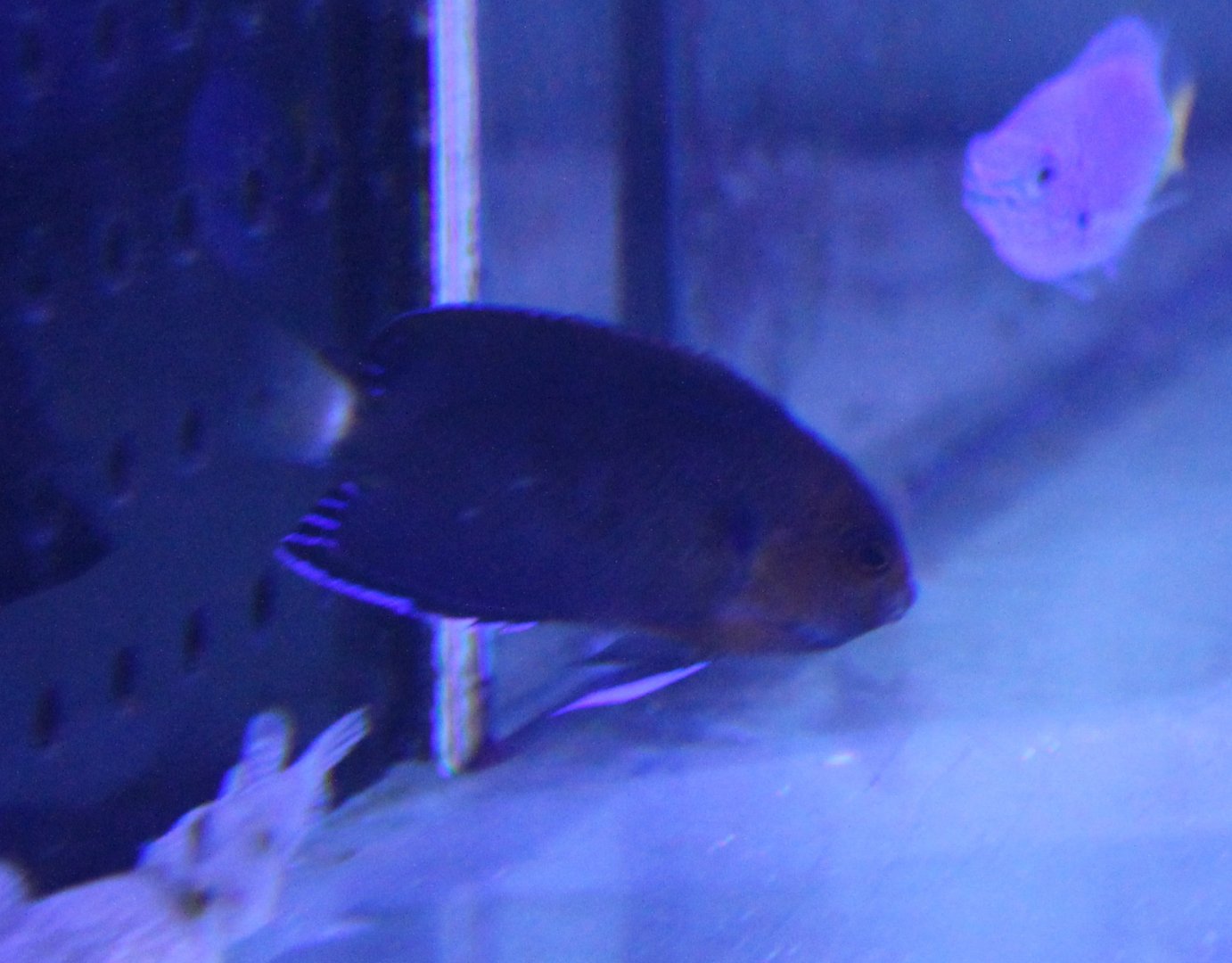 Centropyge flavicauda