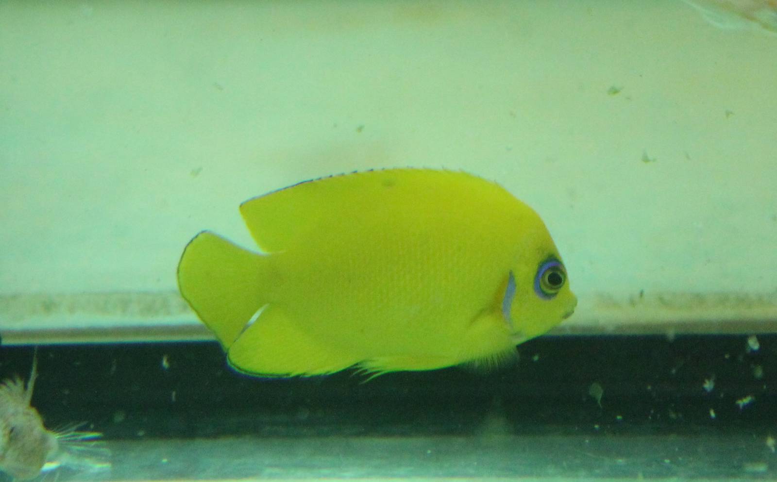 Centropyge flavissima