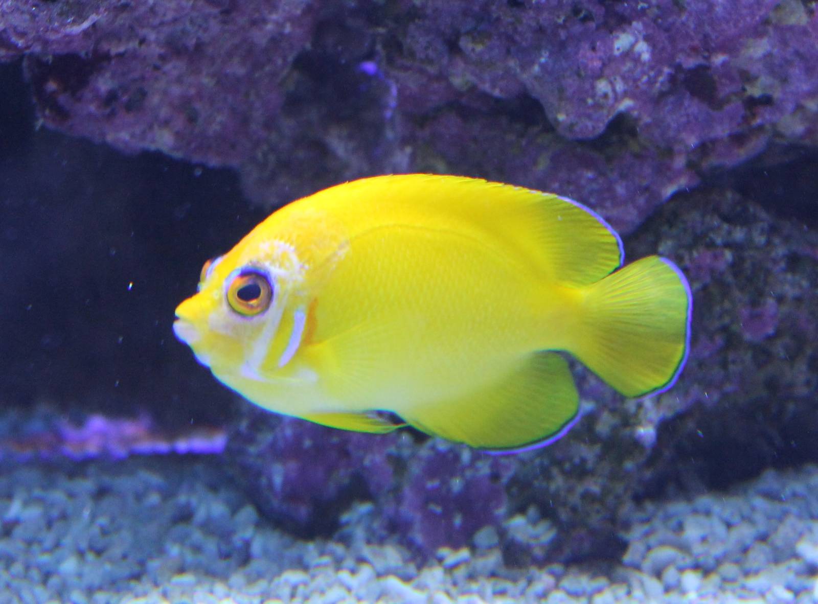 Centropyge flavissima