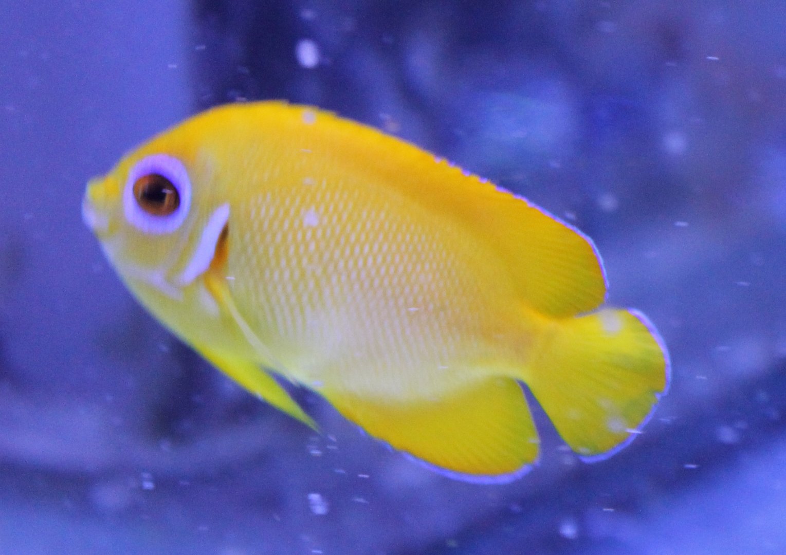 Centropyge flavissima