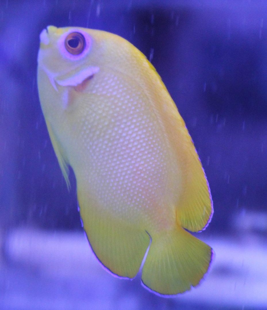 Centropyge flavissima