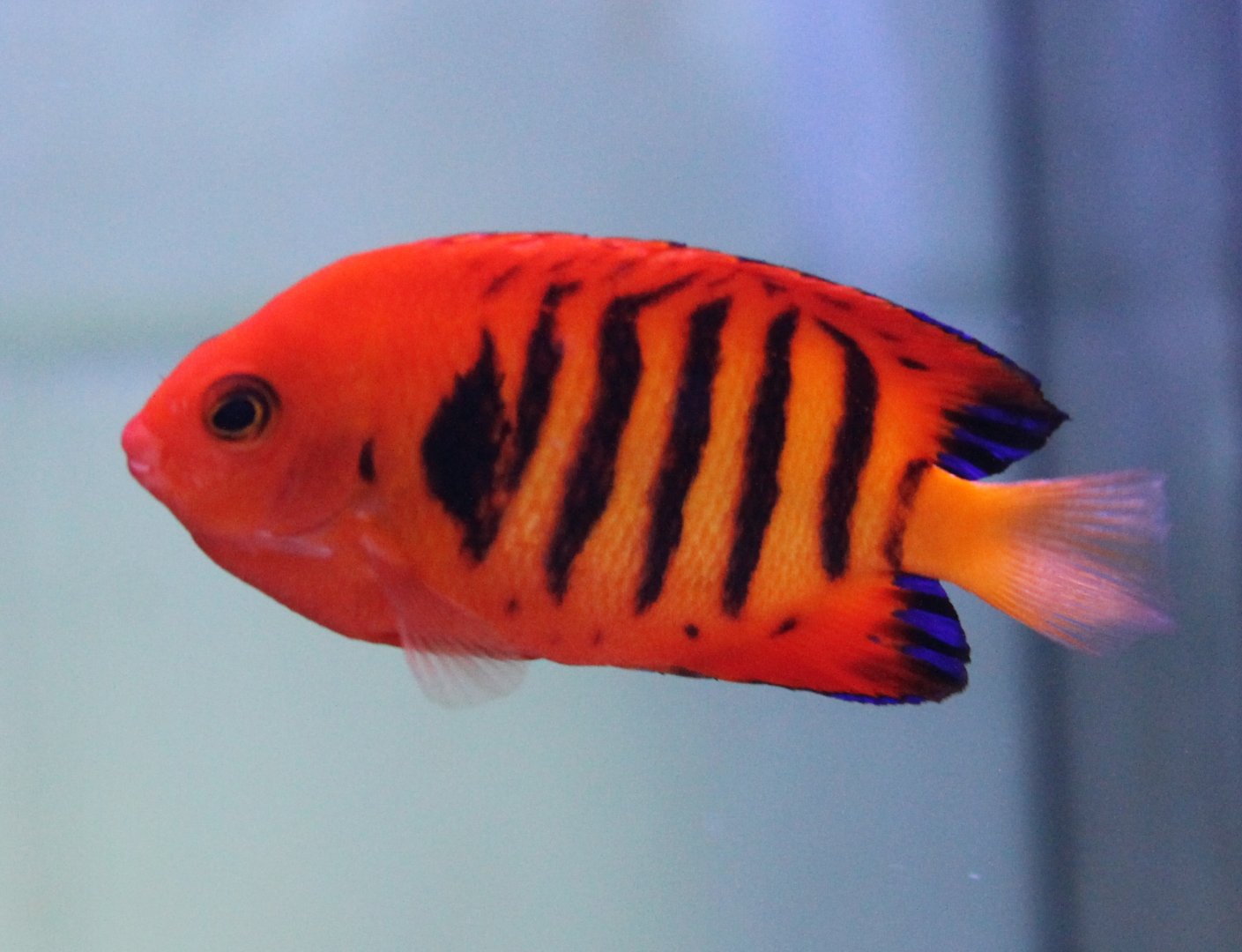 Centropyge loriculus - Flame angelfish