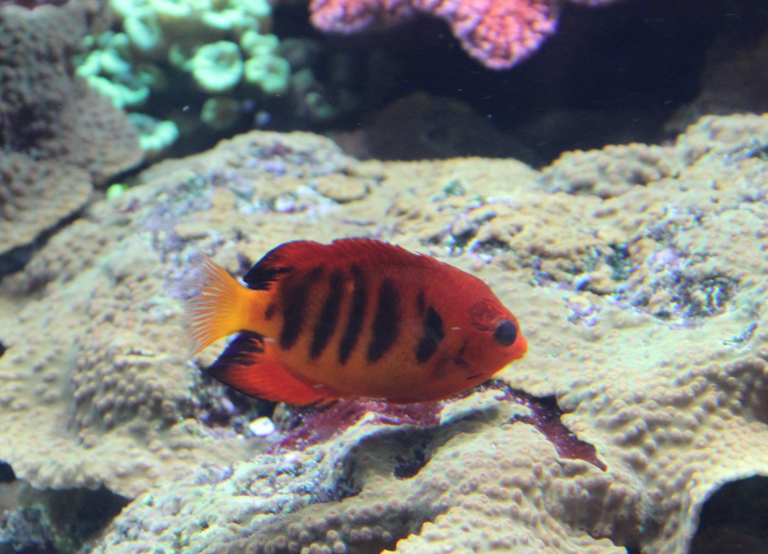 Centropyge loriculus