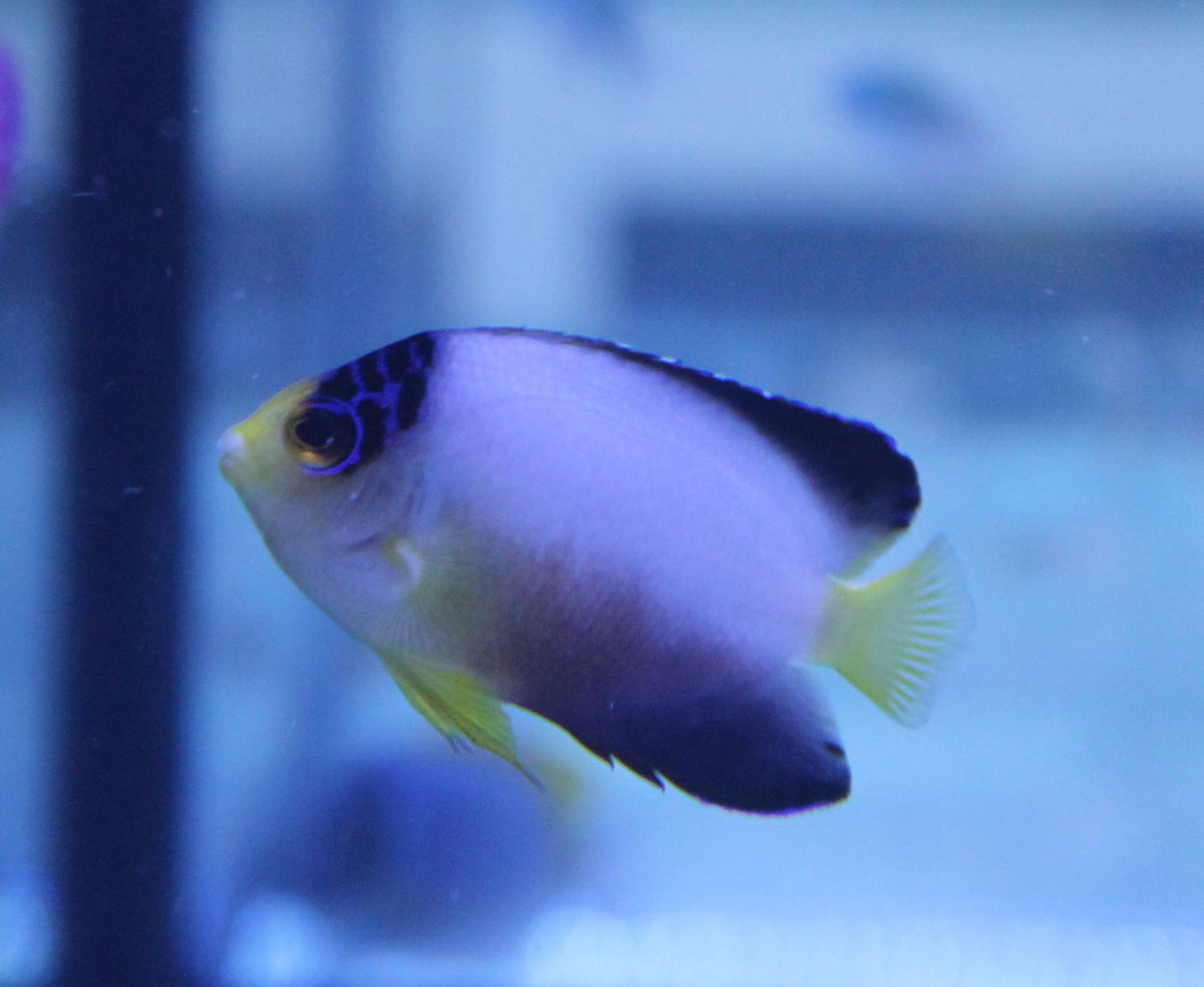 Centropyge multicolor