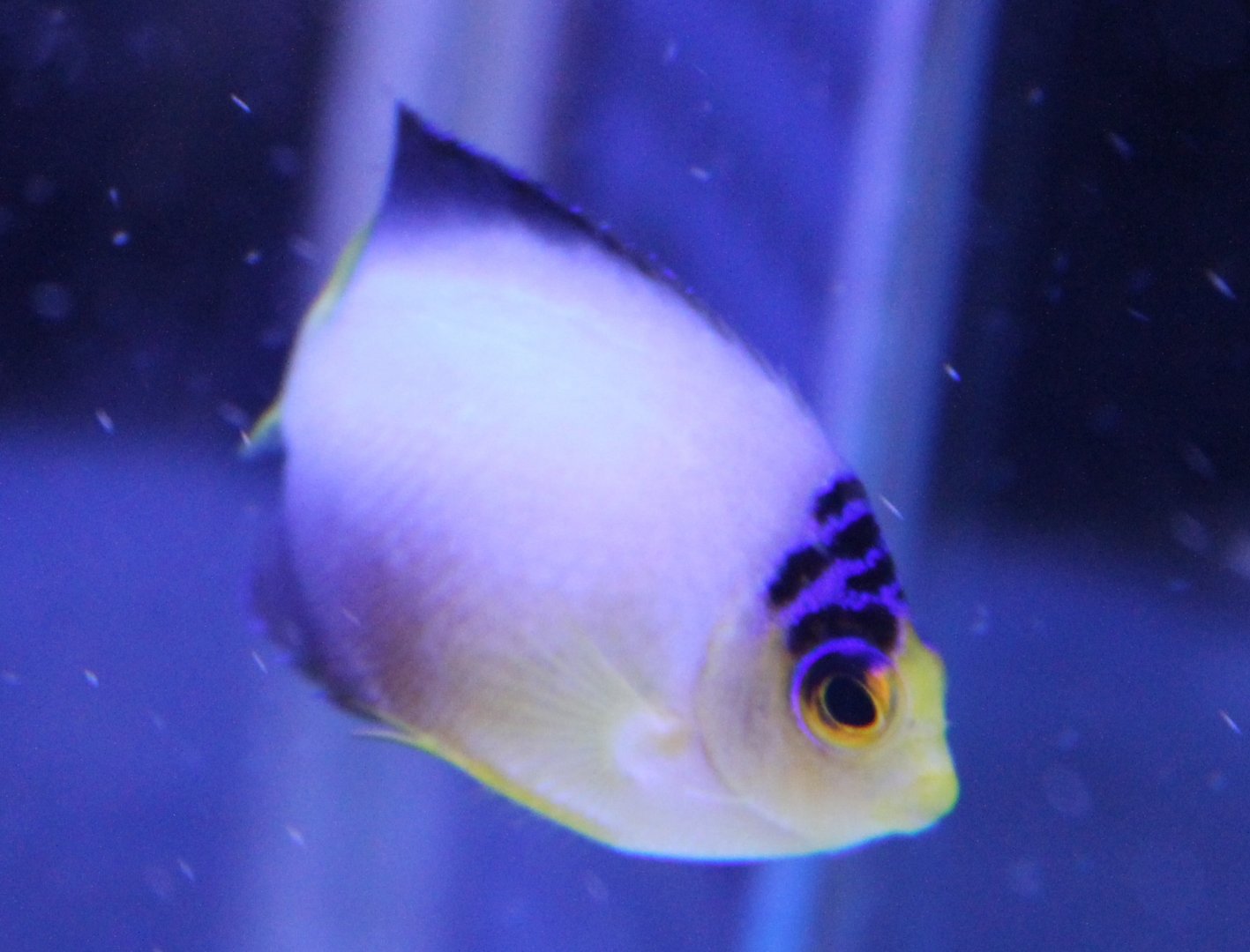 Centropyge multicolor