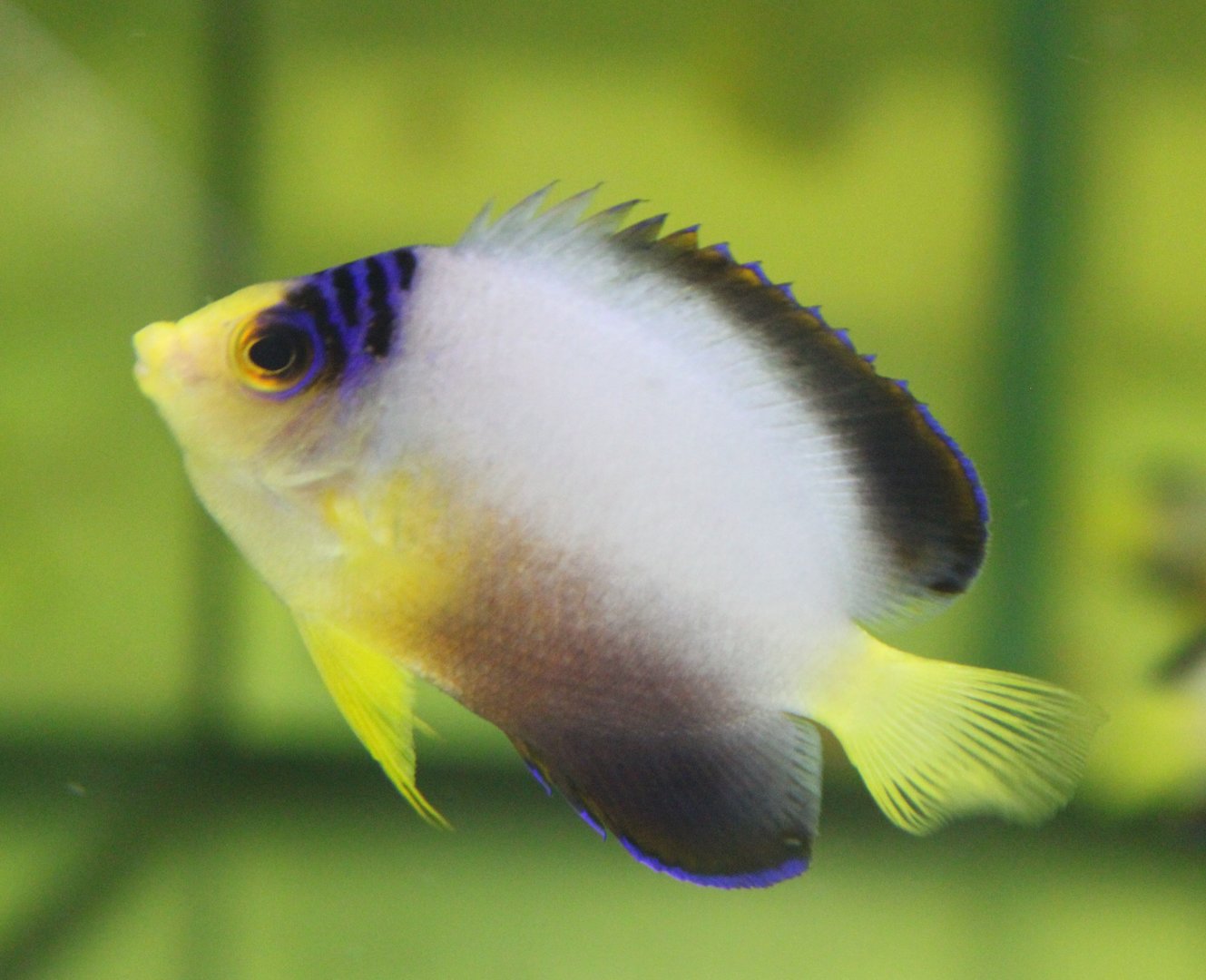 Centropyge multicolor