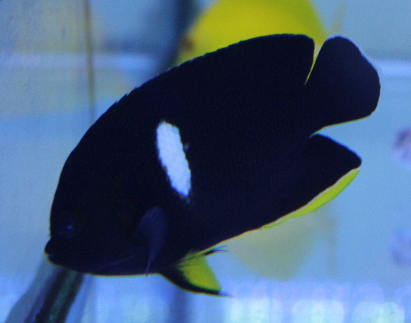 Centropyge tibicen - Keyhole angelfish