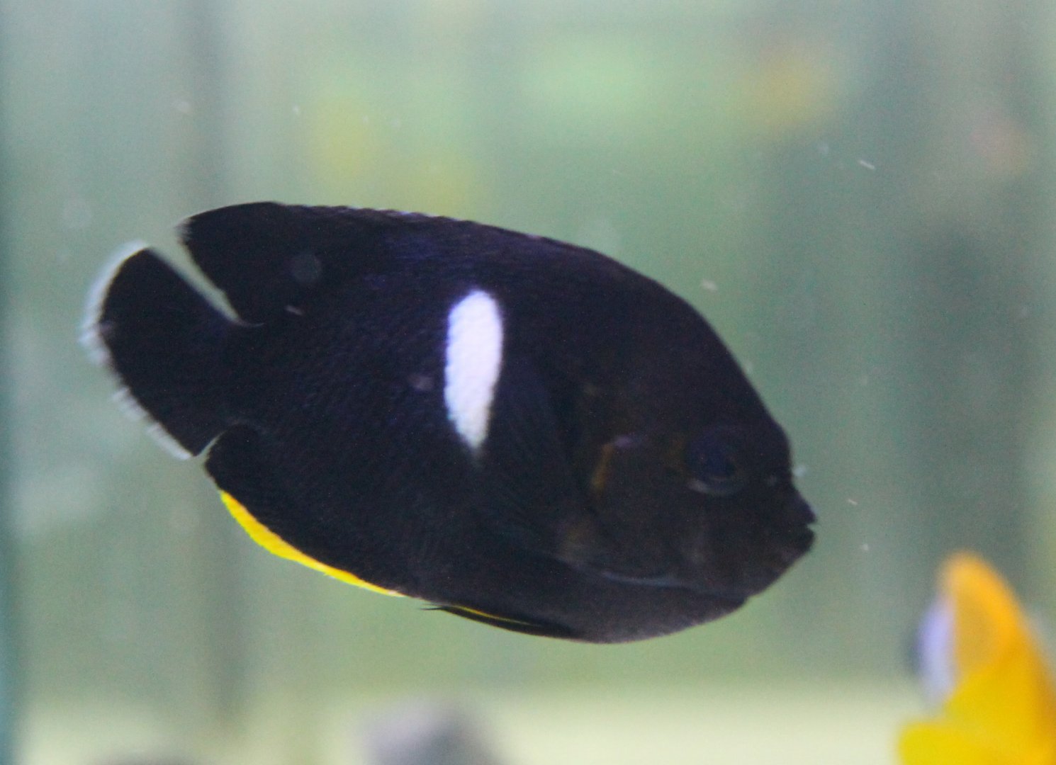 Centropyge tibicen - Keyhole angelfish