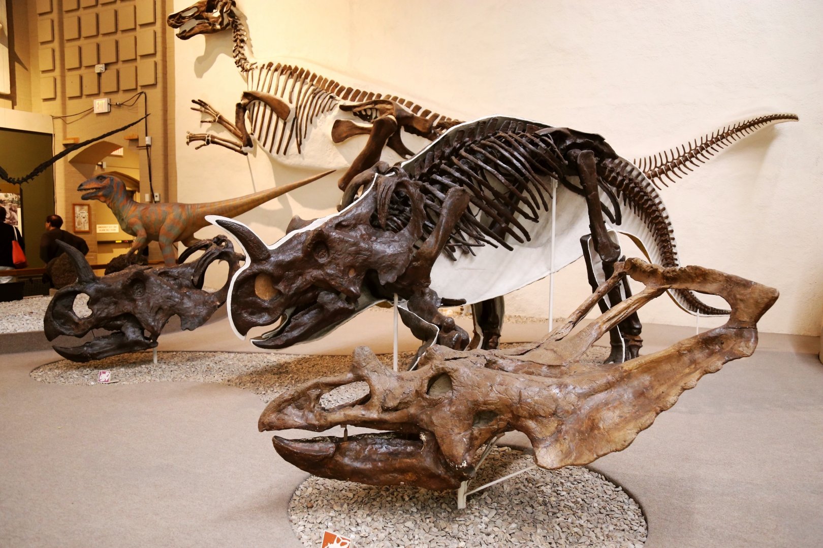 Centrosaurus and Chasmosaurus Skull