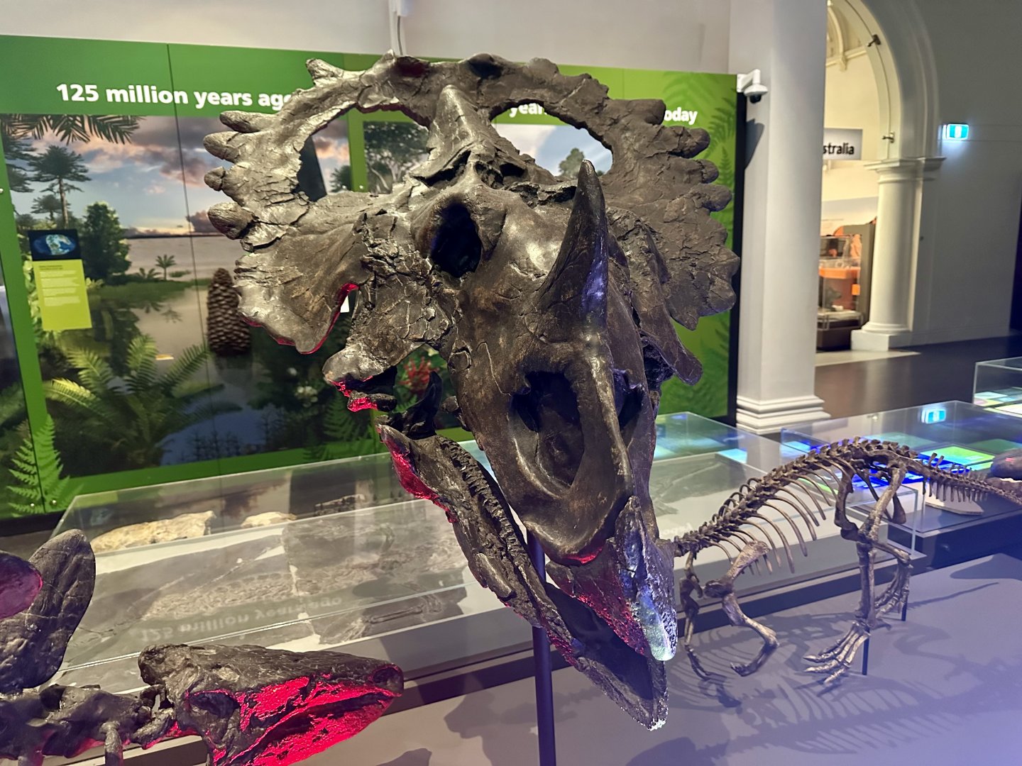 Centrosaurus apertus (cast)