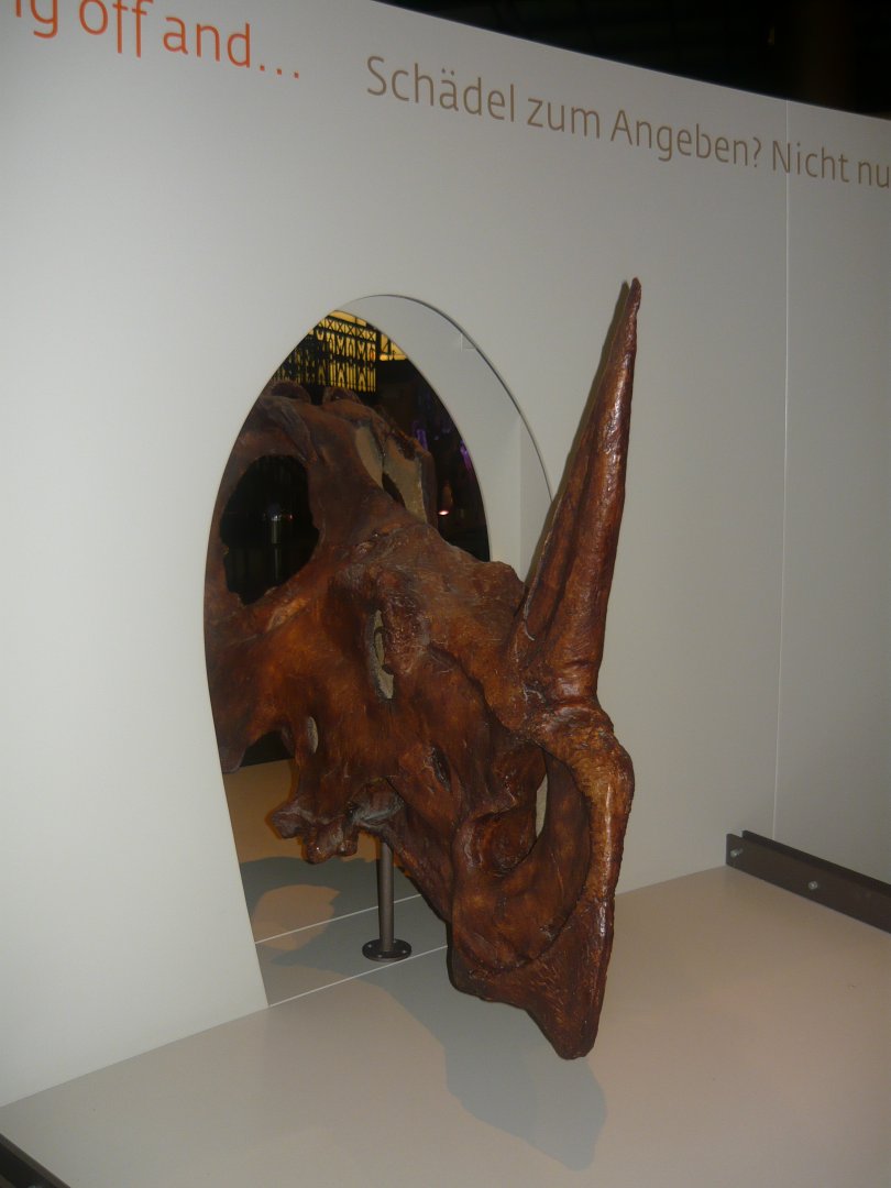 Centrosaurus skull (cast)