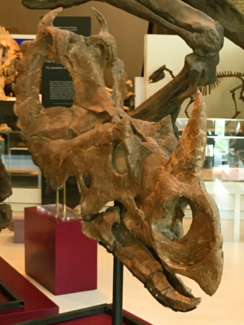 Centrosaurus Skull
