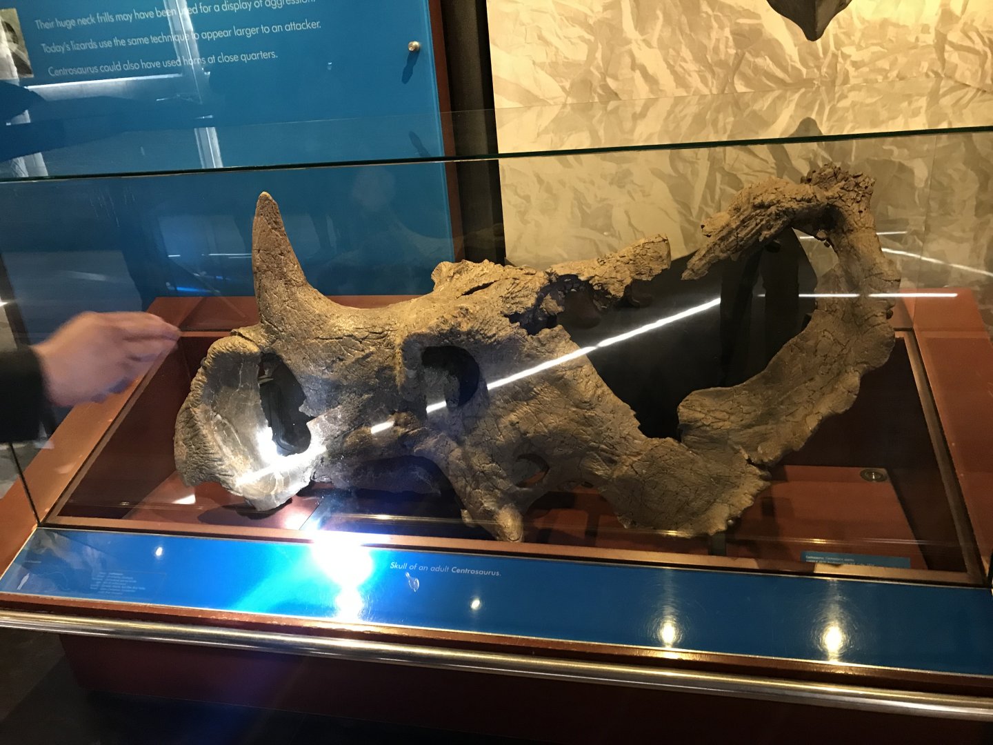 Centrosaurus skull