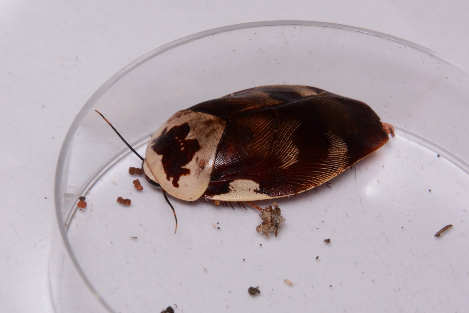 Centurion roach (Gyna centurio)