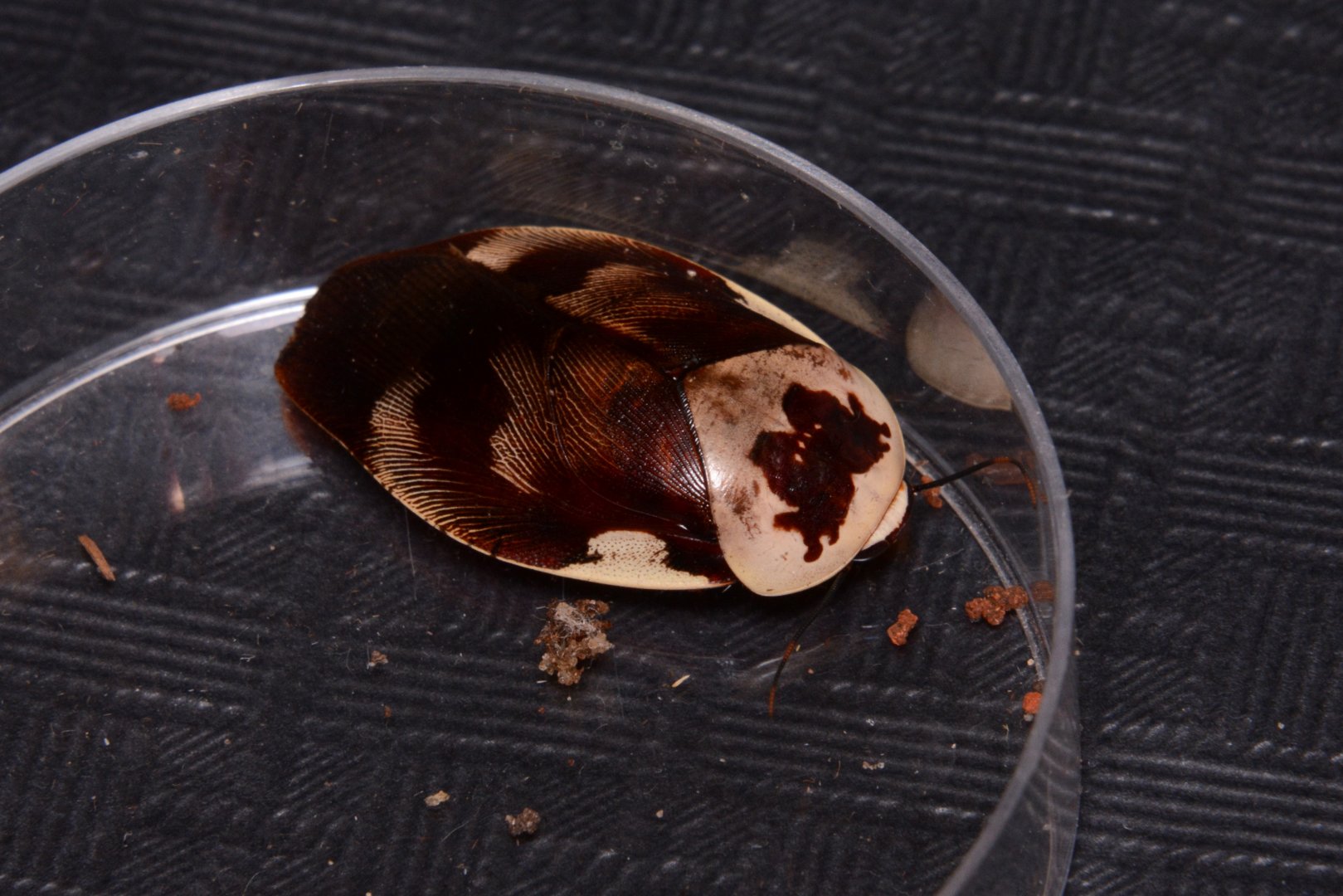 Centurion roach (Gyna centurio)