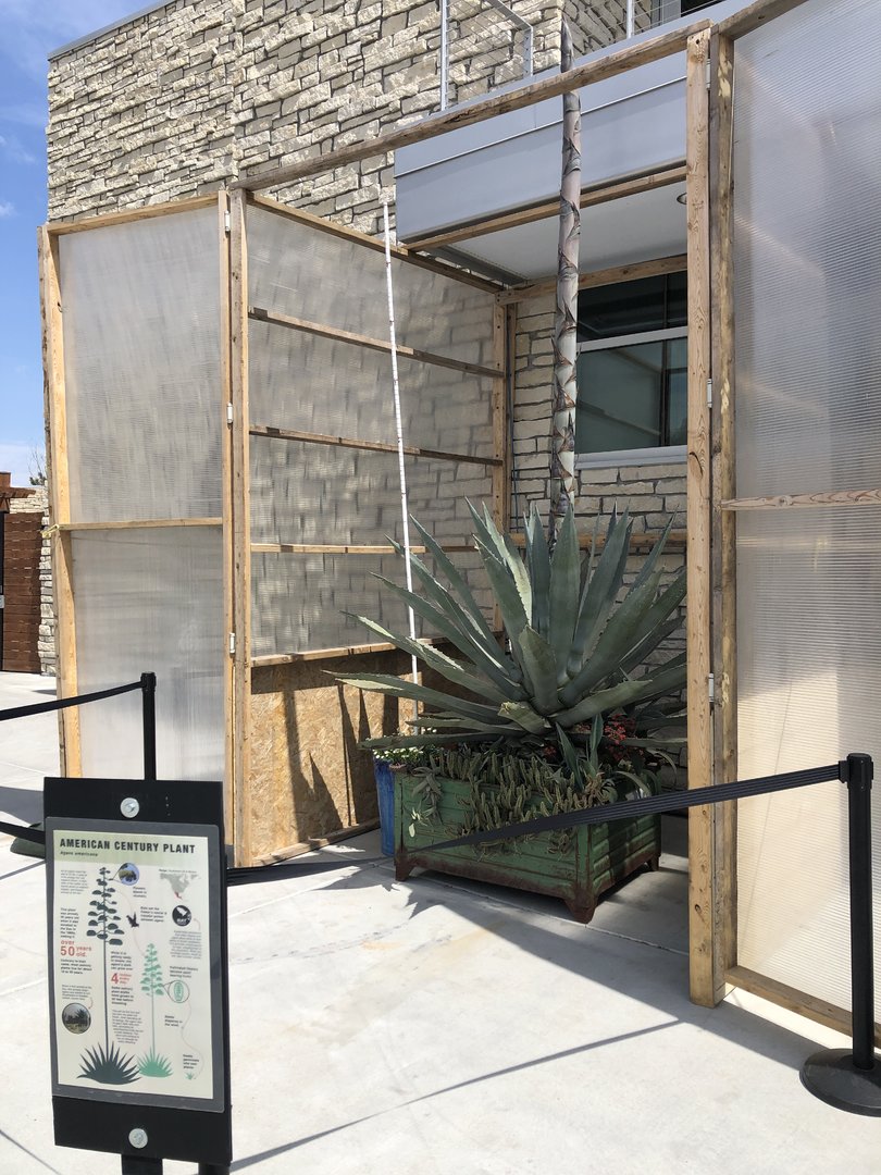 Century Plant (Agave americana)