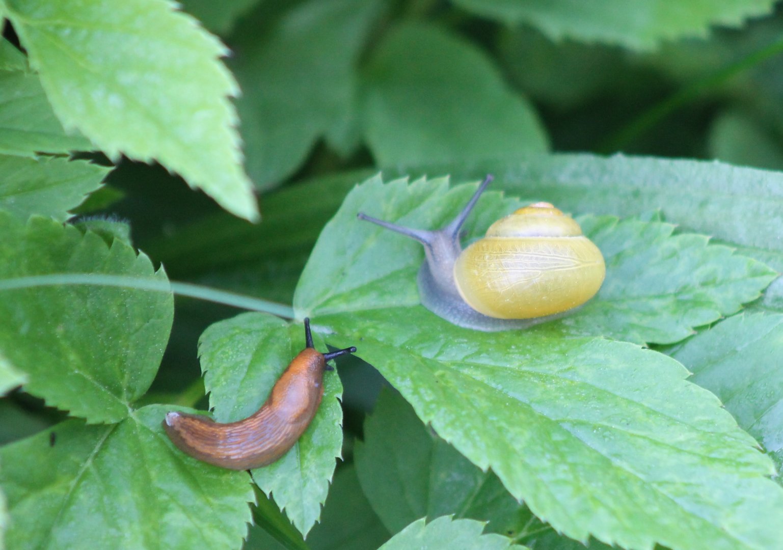 Cepaea hortensis and Arion rufus