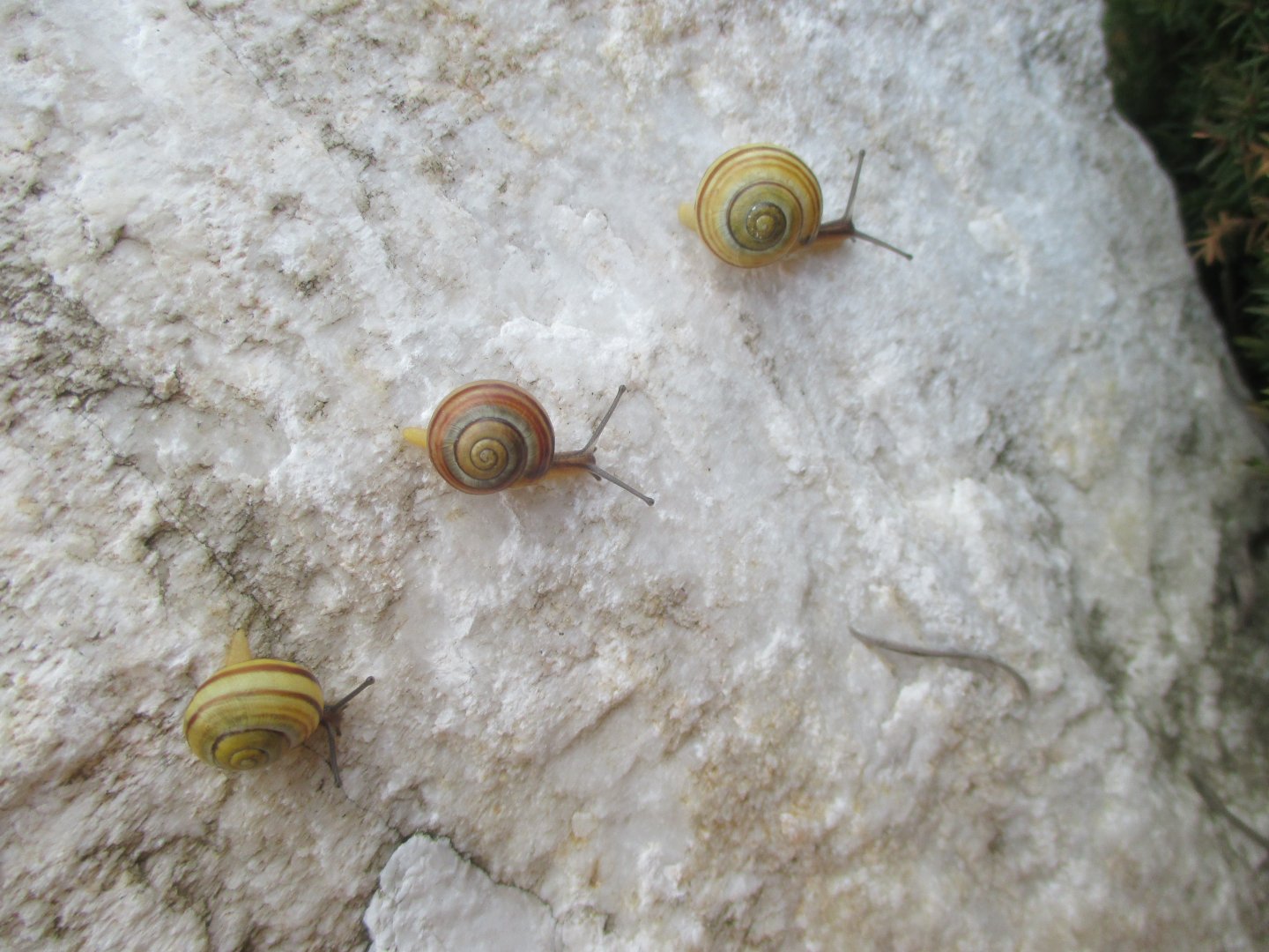 Cepaea hortensis