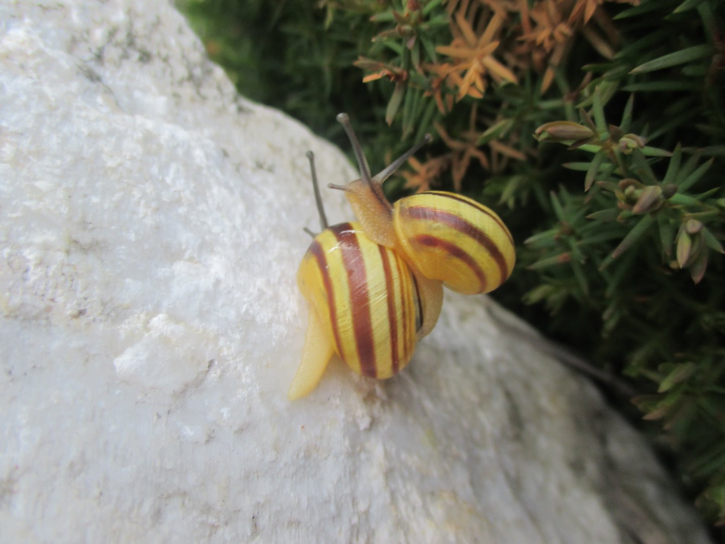 Cepaea hortensis