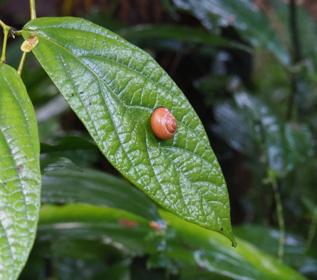 Cepaea nemoralis snail on leaf (Sep 16th, 2018)