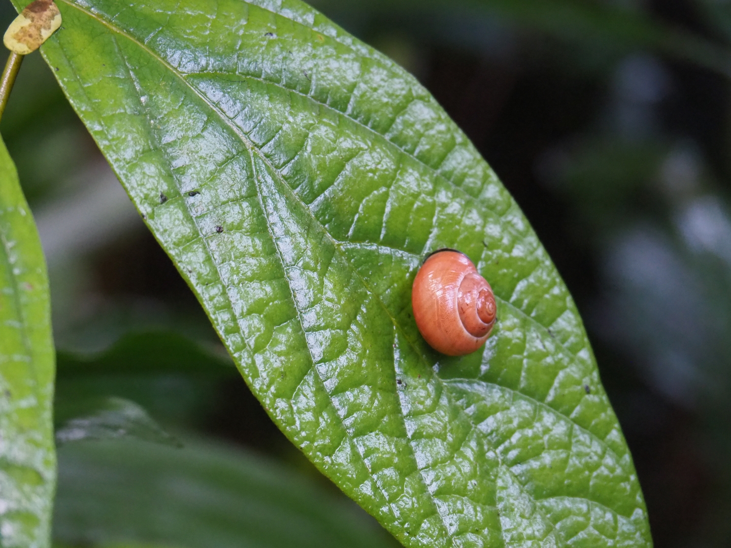 Cepaea nemoralis snail on leaf (Sep 16th, 2018)