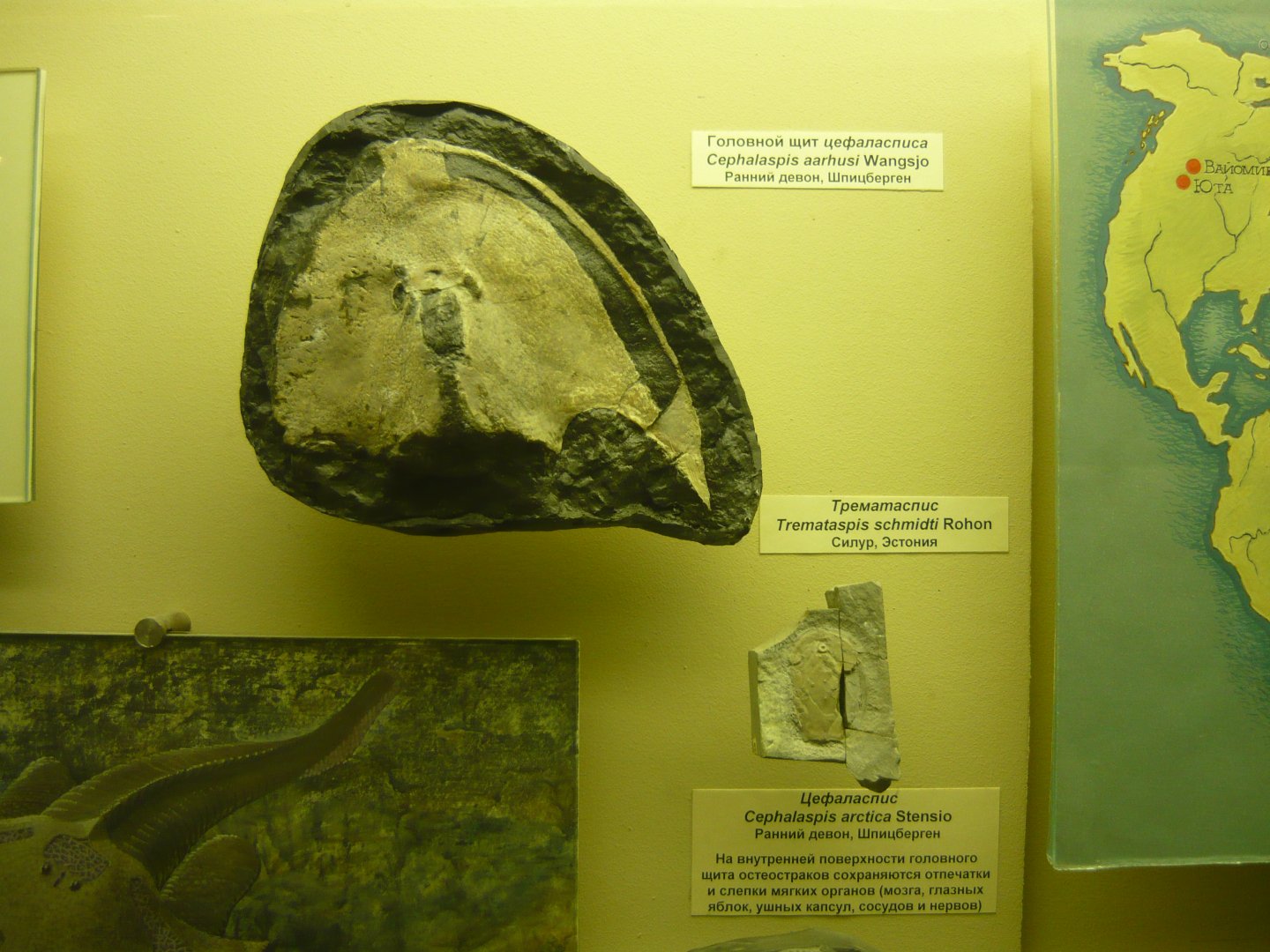 Cephalaspis aarhusi and Tremataspis schmidti head shields