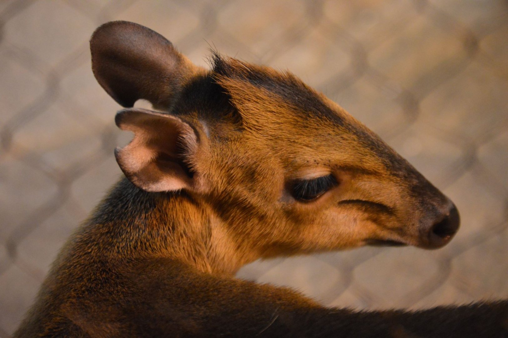 Cephalophus rufilatus