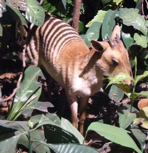 Cephalophus zebra (preserved)