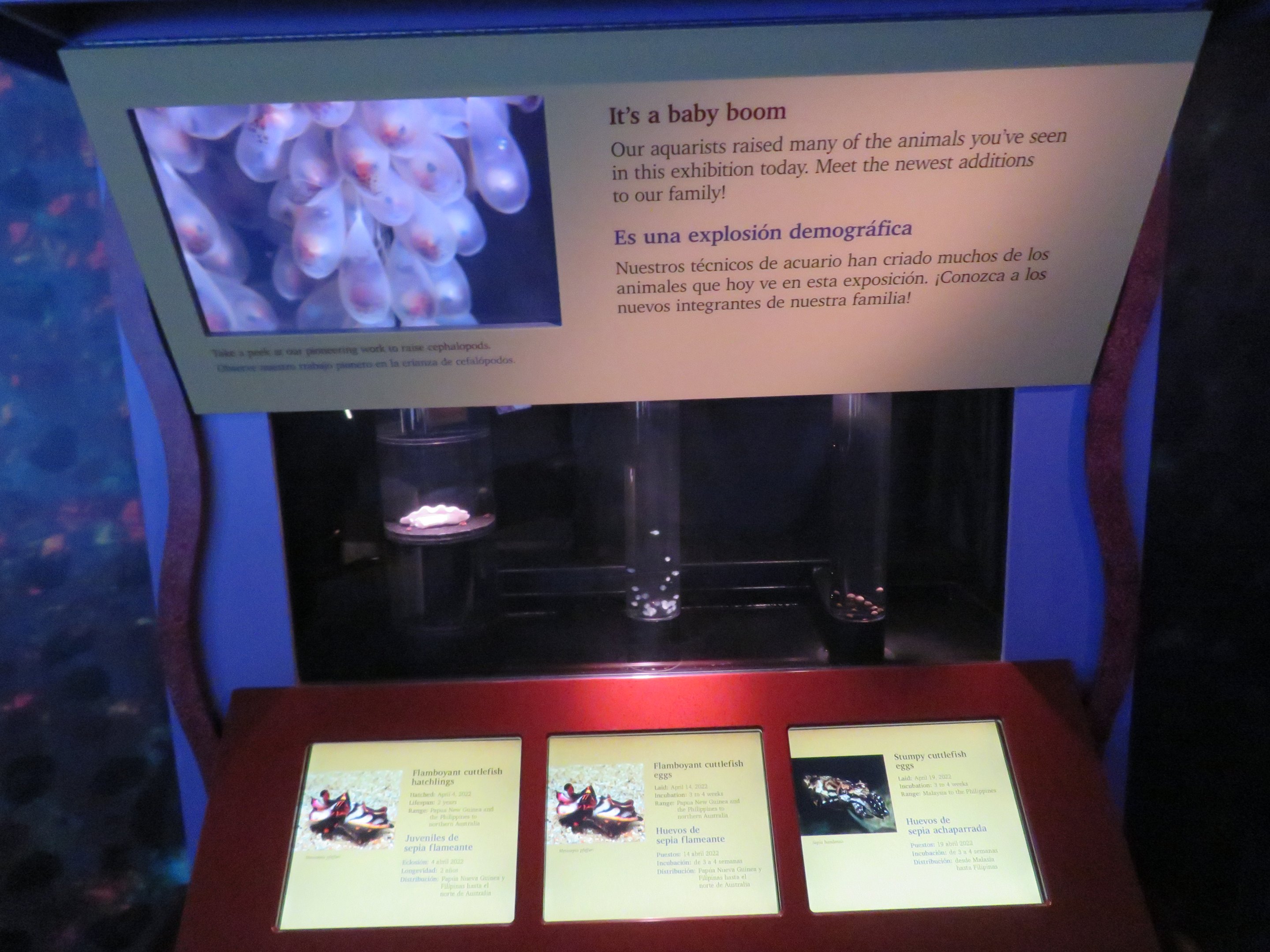 Cephalopod Propagation Display