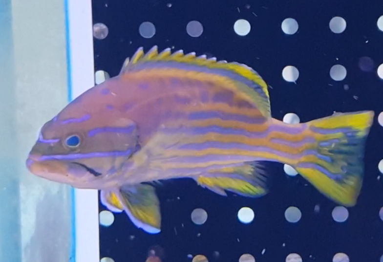 Cephalopolis polleni - Harlequin hind