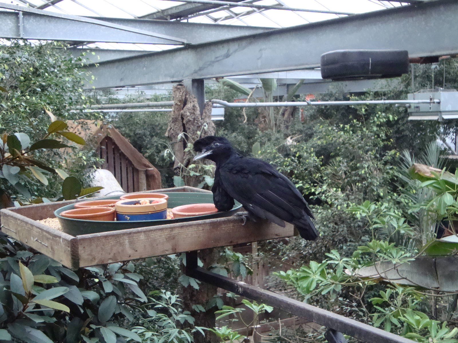 Cephalopterus penduliger