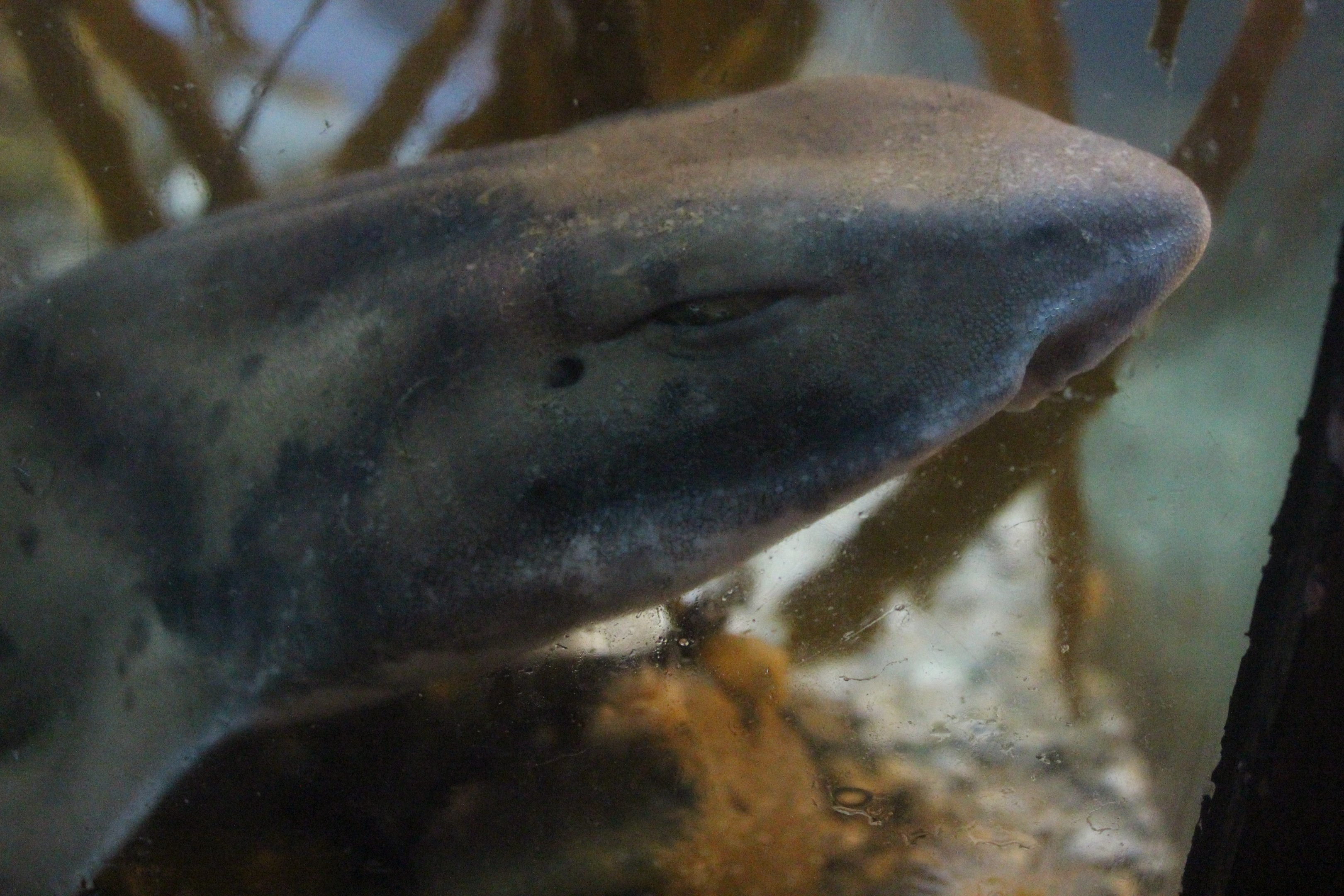 Cephaloscyllium isabellum