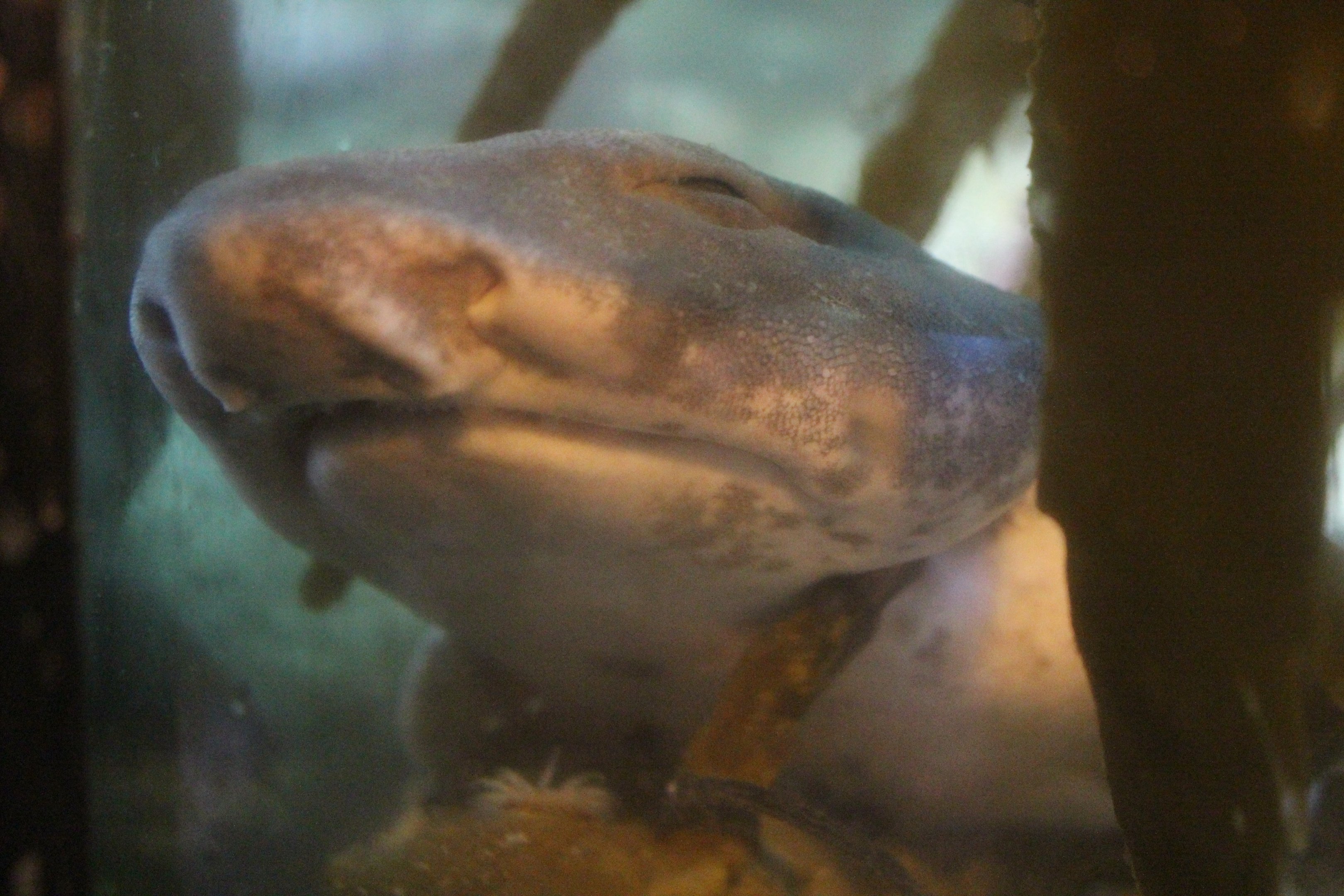 Cephaloscyllium isabellum