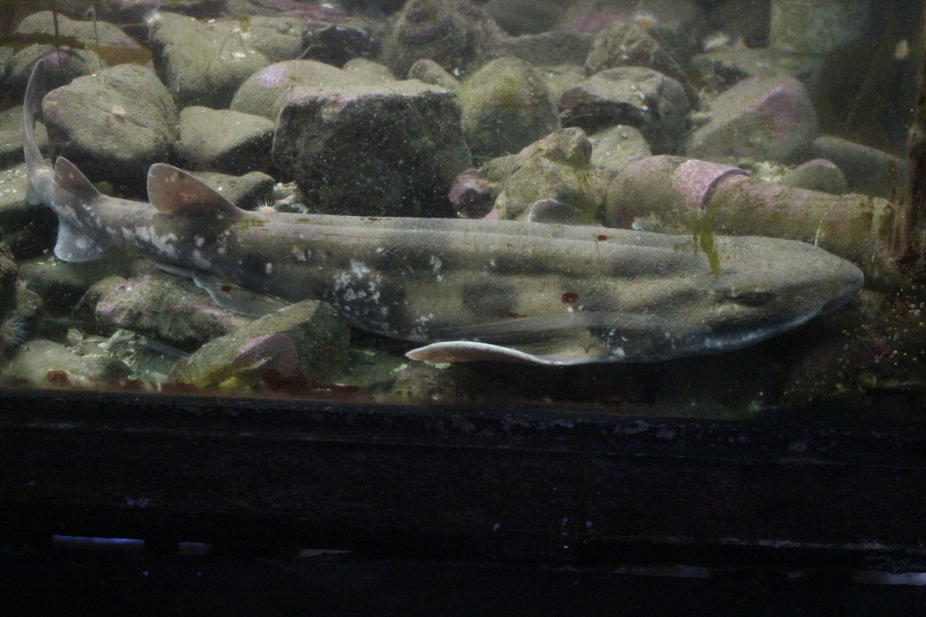 Cephaloscyllium isabellum