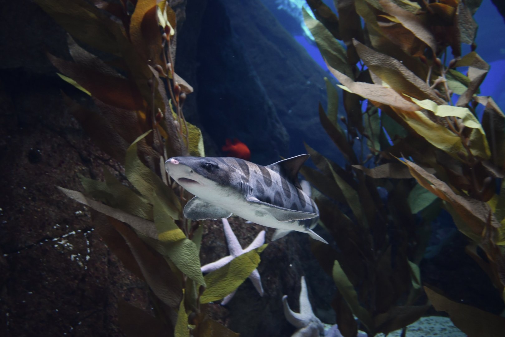 Cephaloscyllium ventriosum