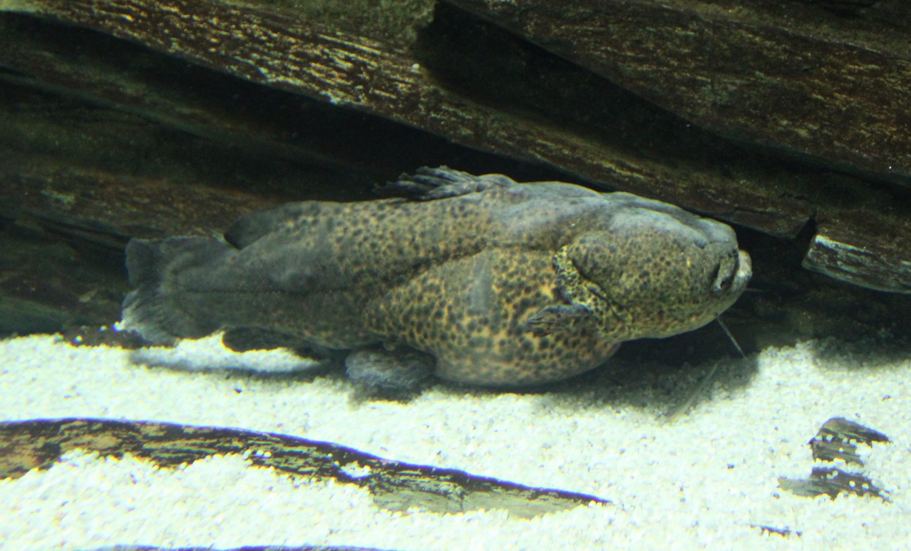Cephalosilurus apurensis
