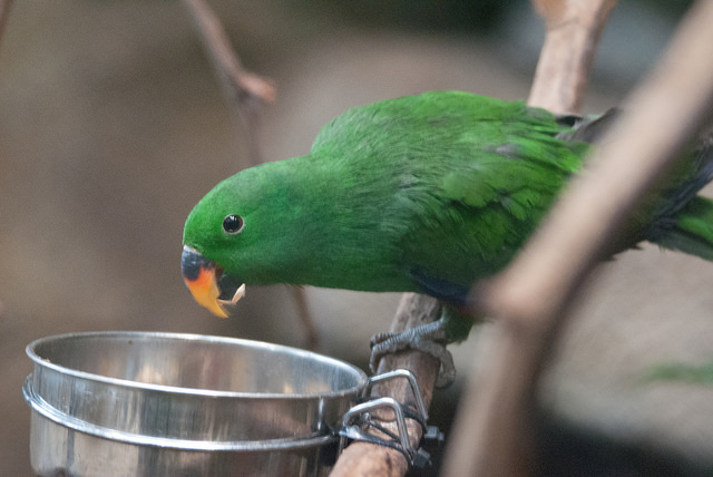 Ceram eclectus parrot (Eclectus roratus roratus)