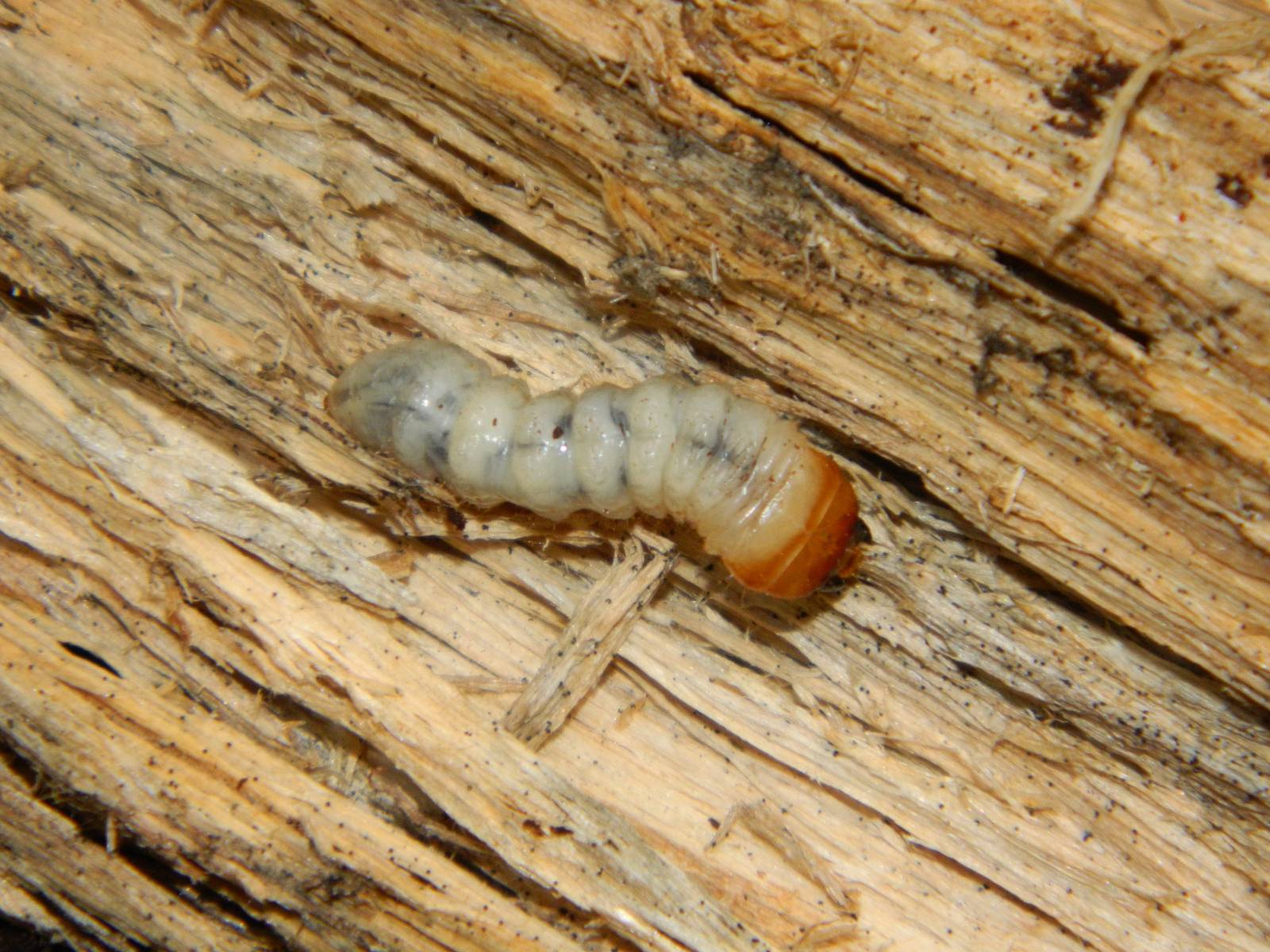 Cerambycidae sp. larva