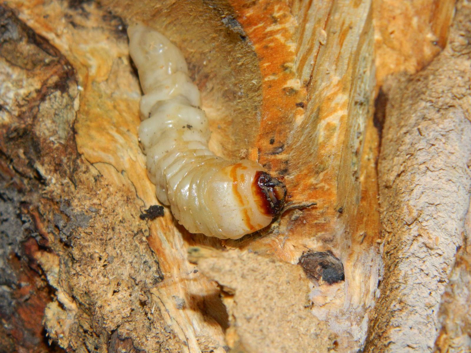 Cerambycidae sp. larva