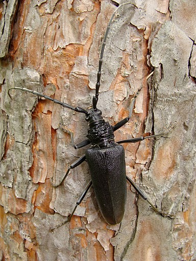 Cerambyx cerdo