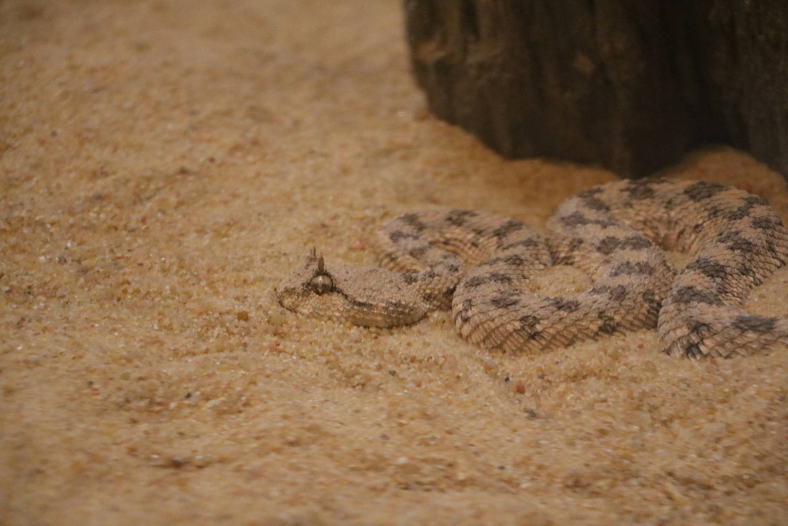 Cerastes sp., February 2016