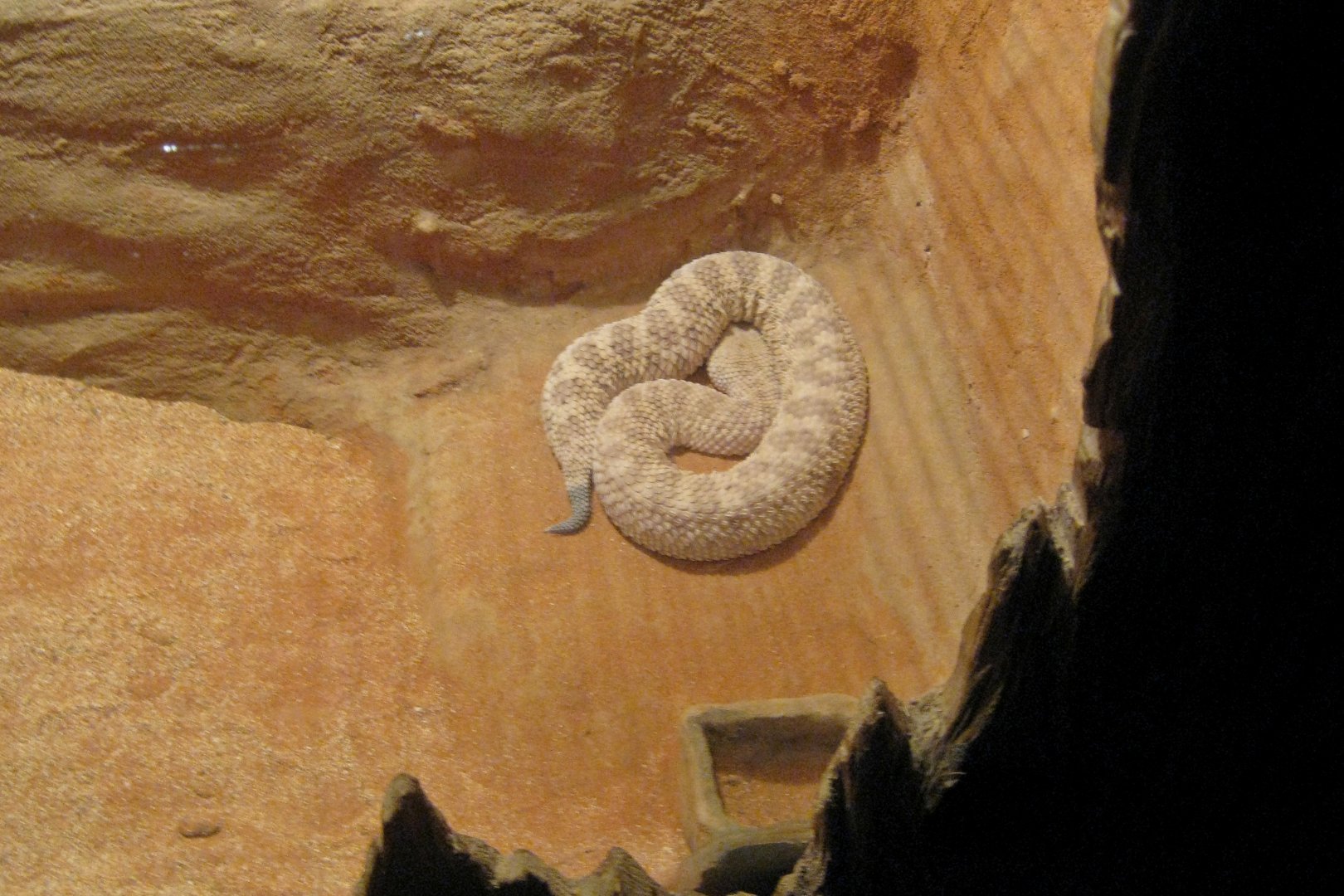 Cerastes vipera? - Zoo Praha 2010
