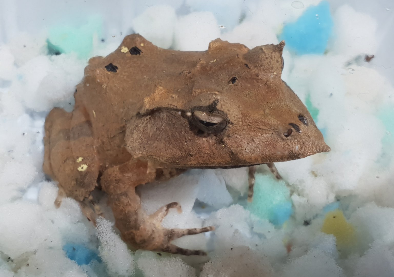 Ceratobatrachus guentheri