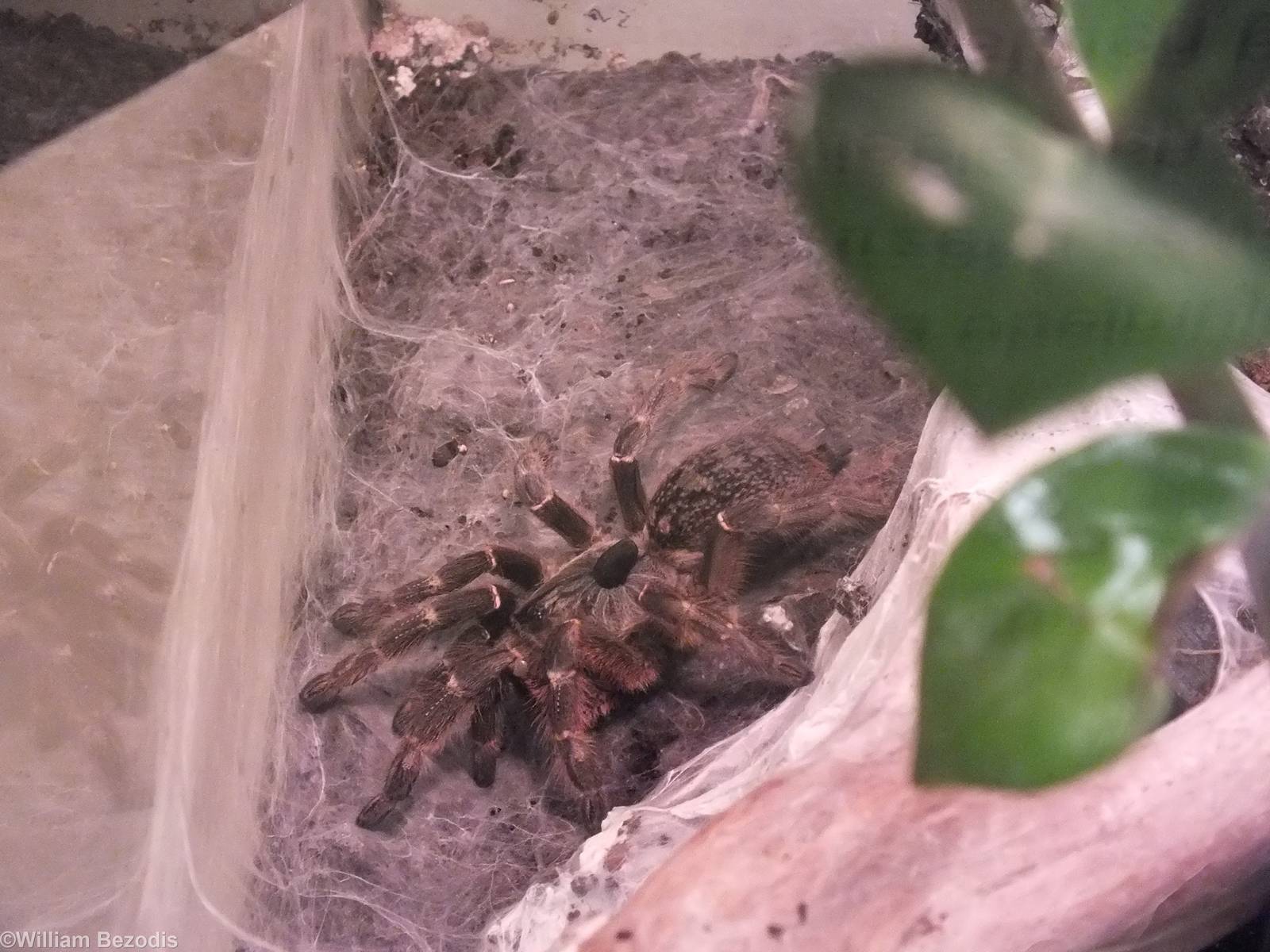 Ceratogyrus darlingi - 'The Fascinating World of Spiders and Scorpions' Exh