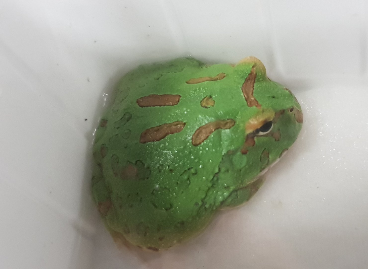 Ceratophrys cranwelli