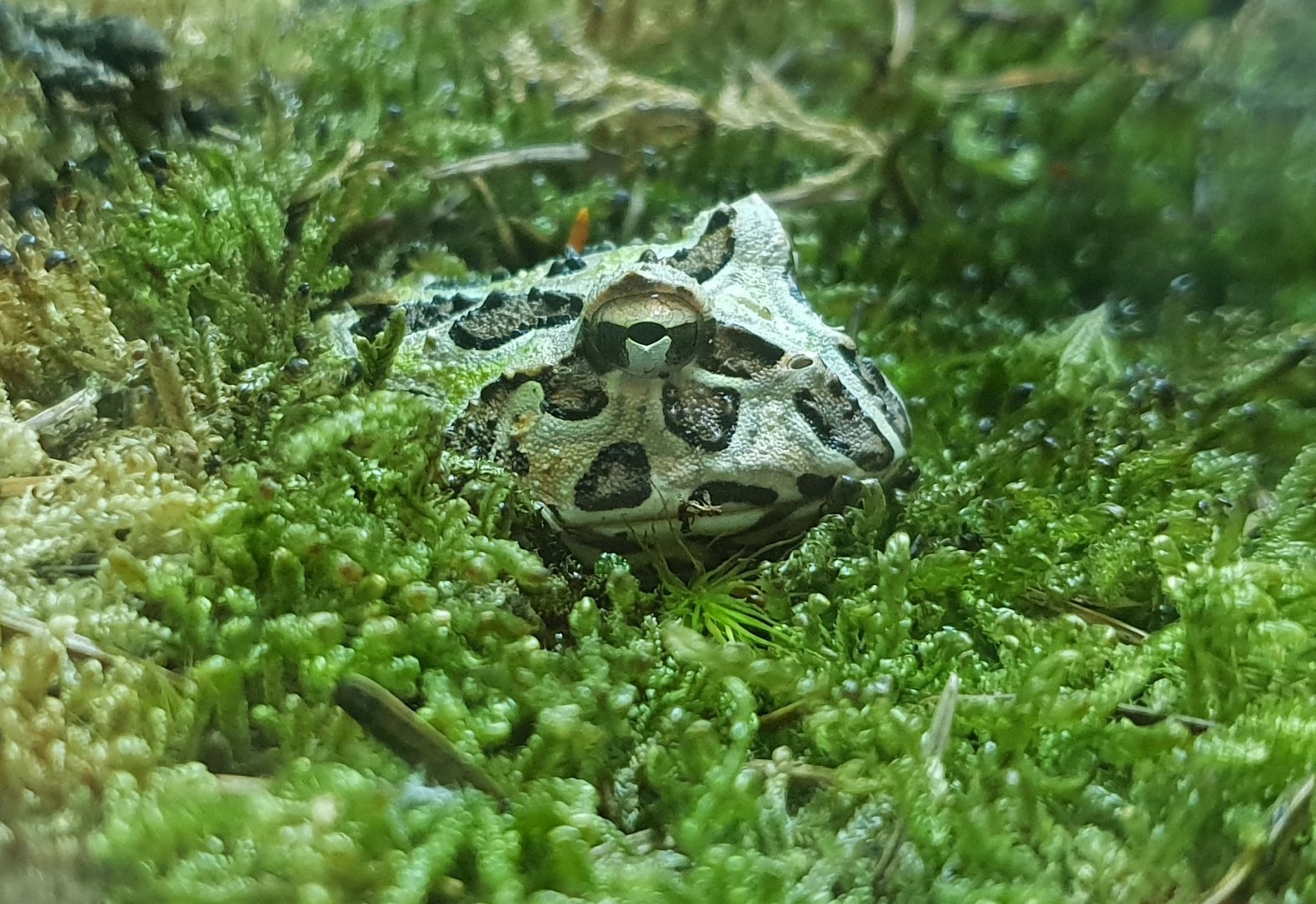 Ceratophrys cranwelli