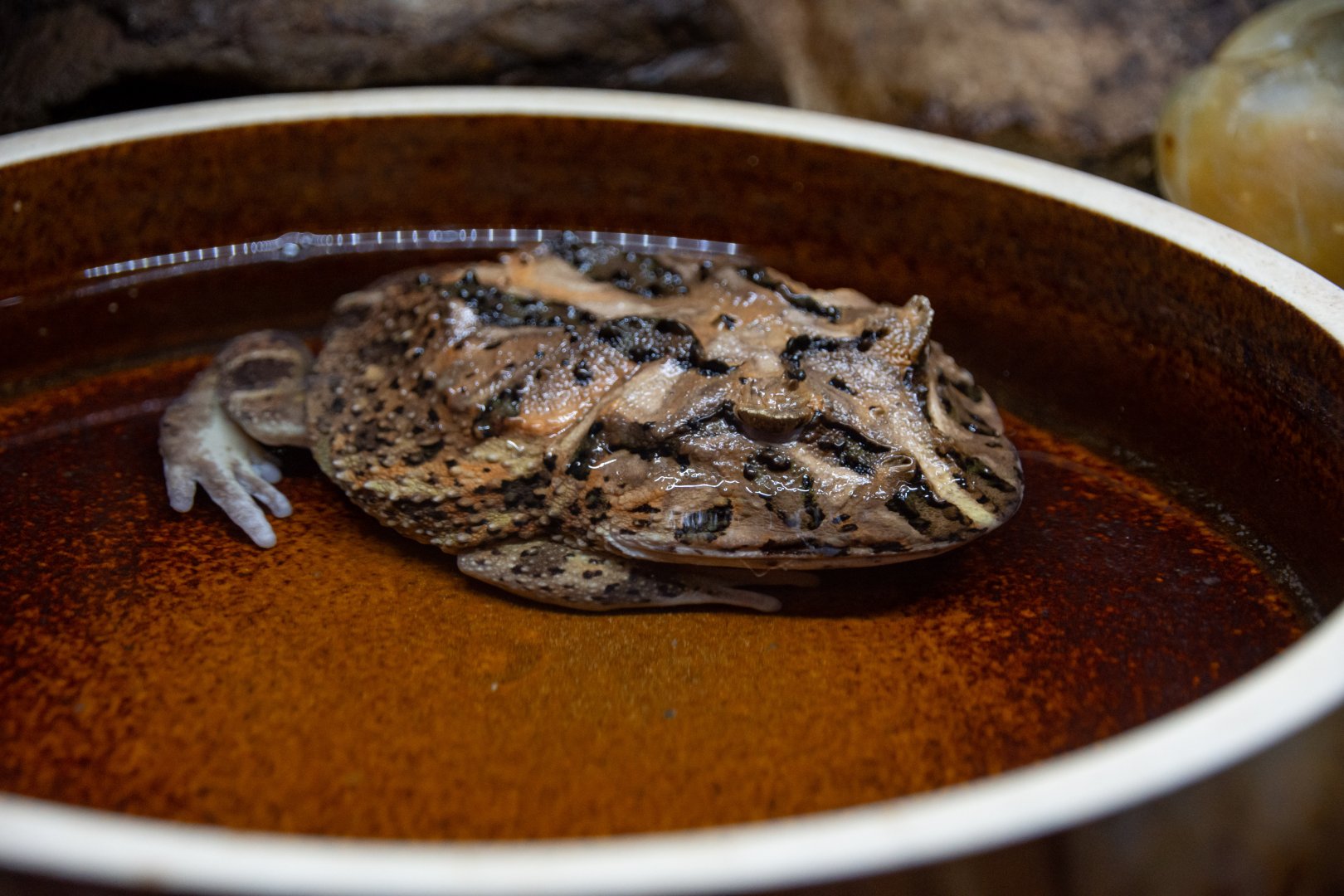 Ceratophrys cranwelli?