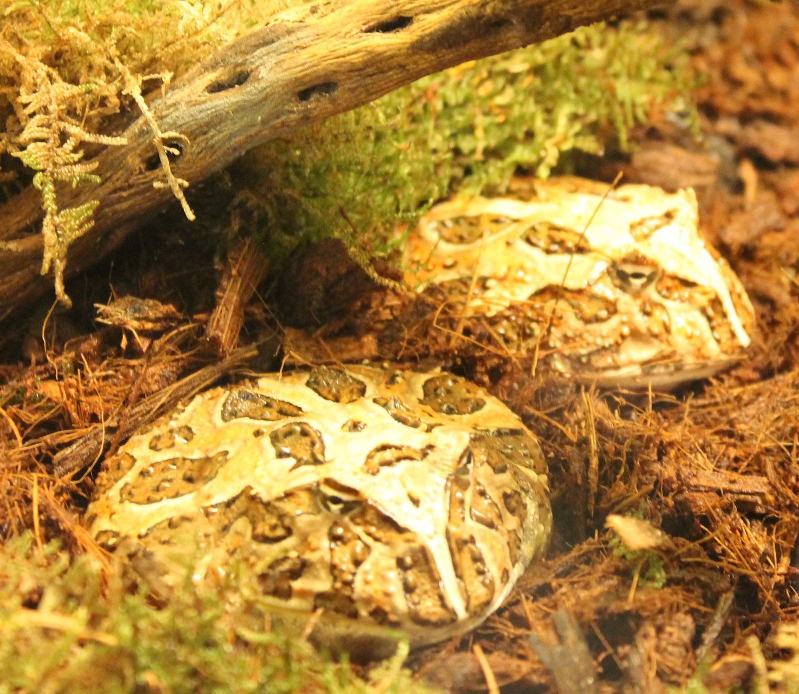 Ceratophyrus cornuta